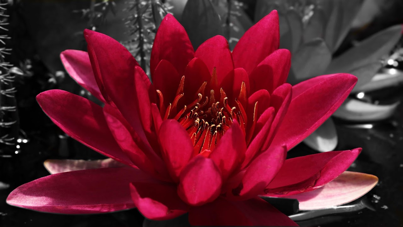 Lotus rouge Lotus rouge